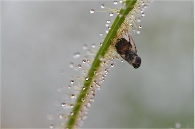 APII jpeg image of Drosera binata  © contact APII