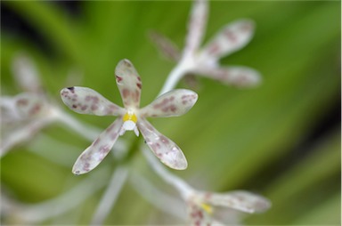 APII jpeg image of Dipodium pictum  © contact APII