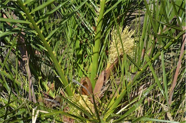 APII jpeg image of Phoenix canariensis  © contact APII