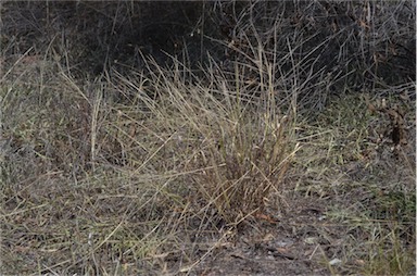 APII jpeg image of Digitaria divaricatissima var. divaricatissima  © contact APII