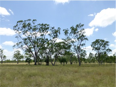 APII jpeg image of Eucalyptus populnea  © contact APII