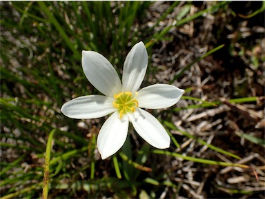 APII jpeg image of Zephyranthes candida  © contact APII