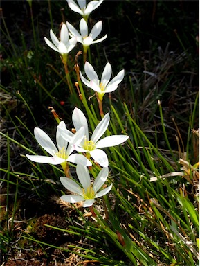 APII jpeg image of Zephyranthes candida  © contact APII