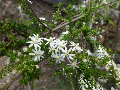 APII jpeg image of Olearia microphylla  © contact APII