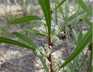 APII jpeg image of Hakea eriantha  © contact APII