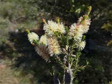 APII jpeg image of Melaleuca parvistaminea  © contact APII