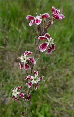 APII jpeg image of Silene gallica var. quinquevulnera  © contact APII