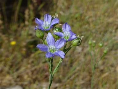 APII jpeg image of Linum marginale  © contact APII