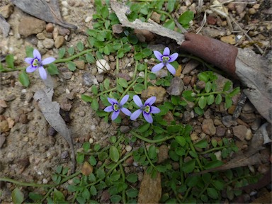 APII jpeg image of Isotoma fluviatilis subsp. australis  © contact APII