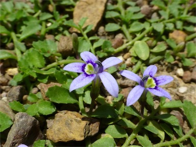 APII jpeg image of Isotoma fluviatilis subsp. australis  © contact APII