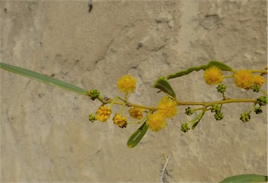 APII jpeg image of Acacia ligulata  © contact APII