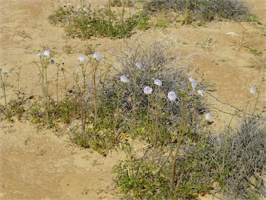 APII jpeg image of Trachymene glaucifolia  © contact APII