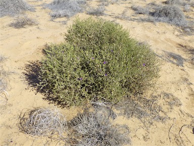 APII jpeg image of Eremophila macdonnellii  © contact APII