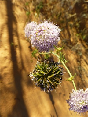 APII jpeg image of Trachymene glaucifolia  © contact APII