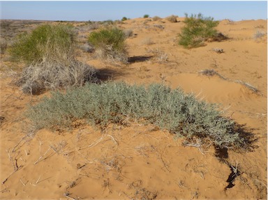 APII jpeg image of Sida sp. Simpson Desert dunes (P.K.Latz 18008)  © contact APII