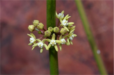 APII jpeg image of Cynanchum viminale subsp. australe  © contact APII