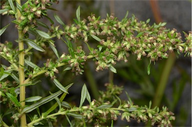 APII jpeg image of Artemisia verlotiorum  © contact APII
