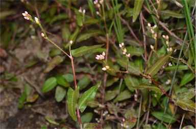 APII jpeg image of Persicaria praetermissa  © contact APII