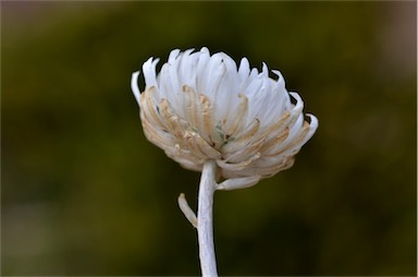 APII jpeg image of Leucochrysum alpinum  © contact APII