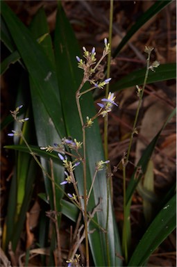 APII jpeg image of Dianella atraxis  © contact APII