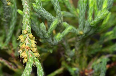 APII jpeg image of Epacris gnidioides  © contact APII