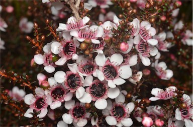 APII jpeg image of Leptospermum 'Kea'  © contact APII