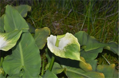 APII jpeg image of Zantedeschia aethiopica  © contact APII