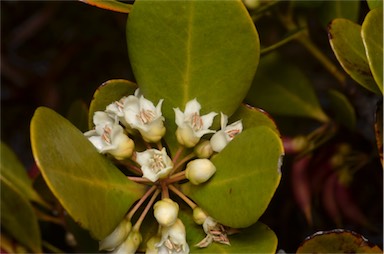 APII jpeg image of Aegiceras corniculatum  © contact APII