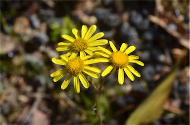 APII jpeg image of Senecio madagascariensis  © contact APII