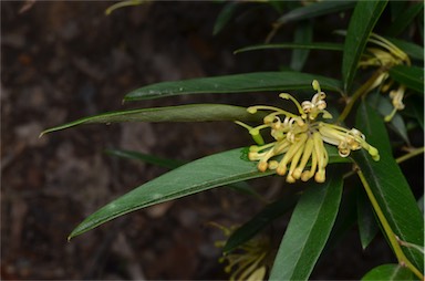 APII jpeg image of Grevillea rhyolitica subsp. semivestita  © contact APII