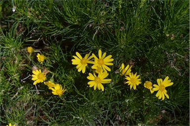 APII jpeg image of Senecio pinnatifolius  © contact APII