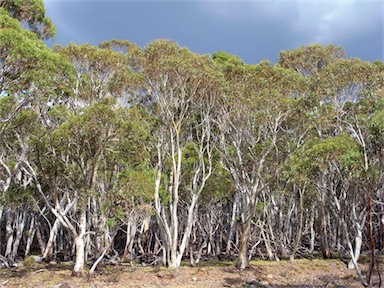 APII jpeg image of Eucalyptus pauciflora  © contact APII