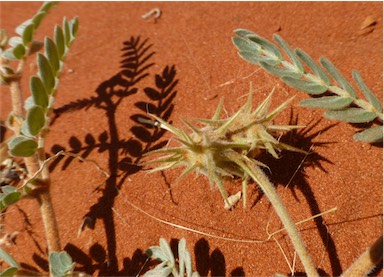 APII jpeg image of Tribulus hystrix  © contact APII