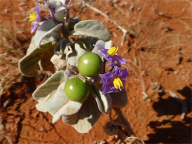 APII jpeg image of Solanum ellipticum  © contact APII