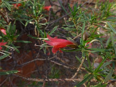 APII jpeg image of Eremophila latrobei subsp. glabra  © contact APII