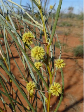 APII jpeg image of Acacia sericophylla  © contact APII