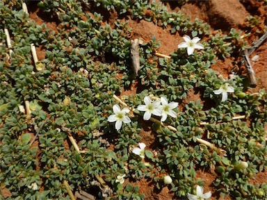 APII jpeg image of Dentella pulvinata  © contact APII