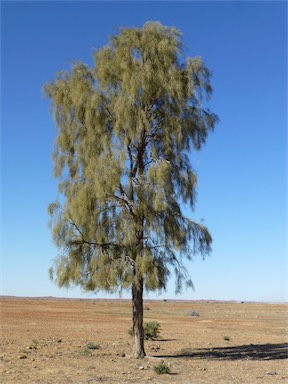 APII jpeg image of Acacia peuce  © contact APII