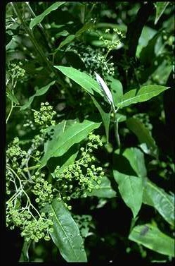 APII jpeg image of Astrotricha latifolia  © contact APII