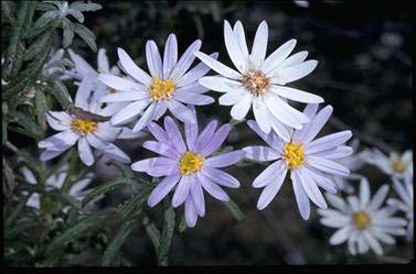 APII jpeg image of Olearia phlogopappa  © contact APII