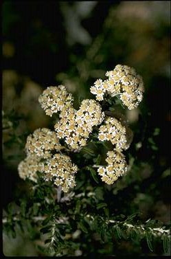 APII jpeg image of Ozothamnus secundiflorus  © contact APII