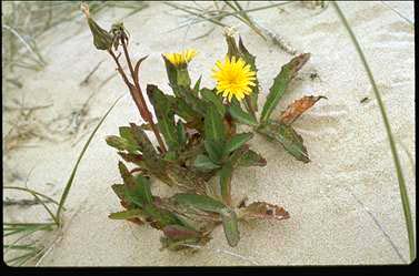 APII jpeg image of Sonchus megalocarpus  © contact APII