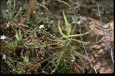APII jpeg image of Byblis linifolia  © contact APII