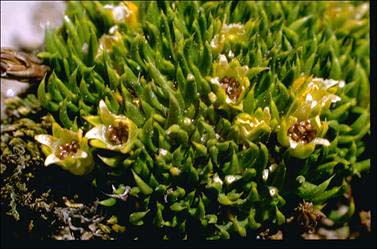 APII jpeg image of Colobanthus nivicola  © contact APII