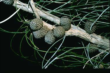 APII jpeg image of Allocasuarina scleroclada  © contact APII