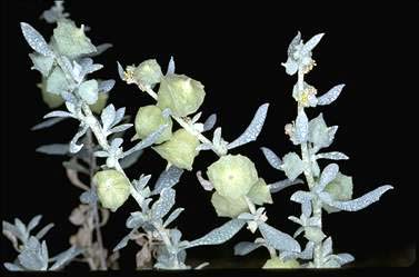 APII jpeg image of Atriplex lindleyi subsp. inflata  © contact APII