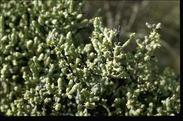 APII jpeg image of Tecticornia indica subsp. leiostachya  © contact APII