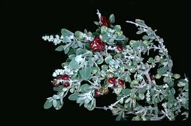 APII jpeg image of Rhagodia spinescens var. deltophylla  © contact APII