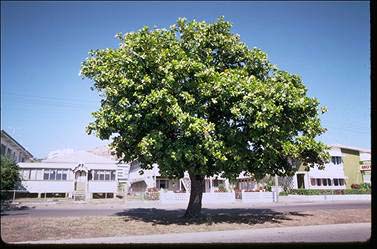 APII jpeg image of Calophyllum inophyllum  © contact APII