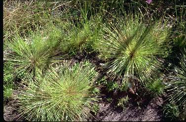 APII jpeg image of Fimbristylis acicularis  © contact APII